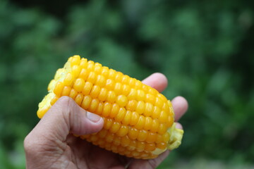 corn kernel or maize in hand