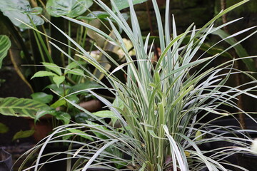 Naklejka na ściany i meble Ribbon grass plant in garden