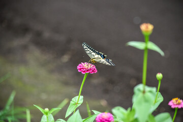 アゲハ蝶が野草の花の蜜を吸っています