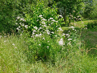 Valerian, medicine plant with flower