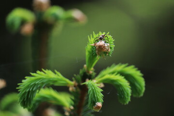 ladybird on a green leaf