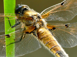 Naklejka premium female Broad-bodied chaser sitting on a leaf