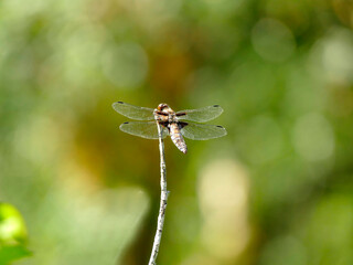 female Broad-bodied chaser sitting on a leaf