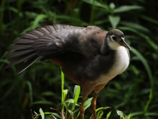 bird in the grass