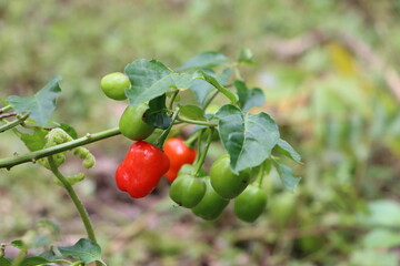 Obraz premium Round chilli plant with fruits, Dalle chilli in Sikkim, India