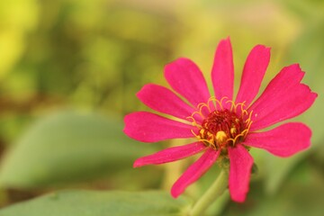 Closeup shot of the pink narrowleaf zinnia