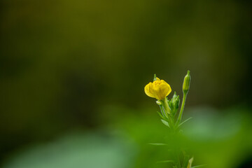 目立たない場所にひっそりと咲く野草「ヤブツルアズキ」
