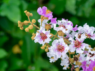 Close up of Bungor flower.