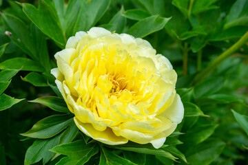 Blooming yellow peony 'Garden treasure' in the garden. Selective focus.