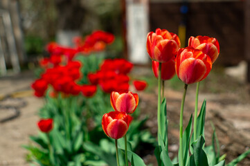 Group of colorful tulip. colorful background