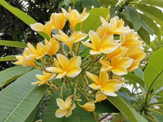 A yellow white frangipani flower or bunga kamboja with a background of branches and green leaves