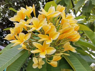 Obraz premium A yellow white frangipani flower or bunga kamboja with a background of branches and green leaves