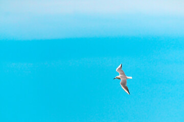 Fototapeta na wymiar Large seagull bird in flight