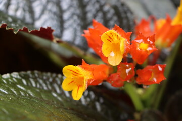 Beautiful alloplectus flowers in garden, orange bloom