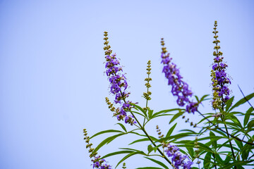 ちょっと珍しい「セイヨウニンジンボク」の花が咲きました