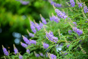 ちょっと珍しい「セイヨウニンジンボク」の花が咲きました