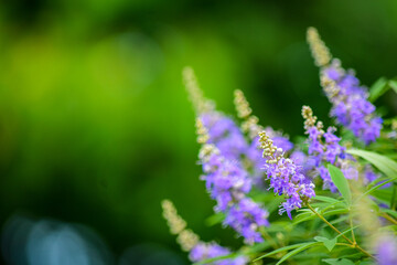 ちょっと珍しい「セイヨウニンジンボク」の花が咲きました