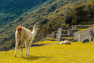 Two llama (Lama glama) in the inca agriculture terraces of Machu Picchu, Cusco, Peru. © SL-Photography