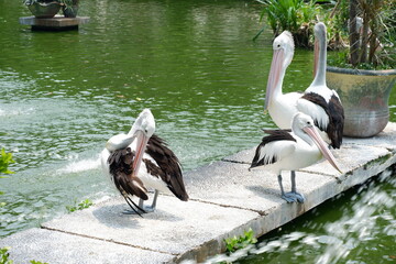 Large white pelicans are animals that live in groups in swamps or shallow lakes, have long beaks and large throat pockets. Breed from southeastern Europe, Asia and Africa