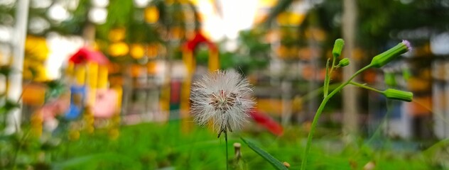 grass and flowers
