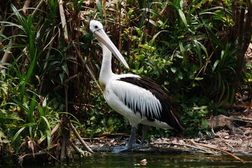 Large white pelicans are animals that live in groups in swamps or shallow lakes, have long beaks and large throat pockets. Breed from southeastern Europe, Asia and Africa