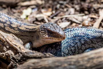 Blue tongue stinks in the wilderness of Virginia Australia