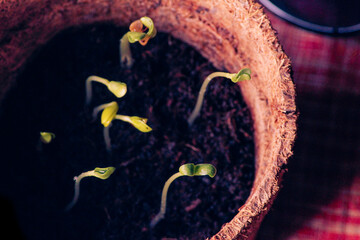 Fenugreek seeds sprouting..
