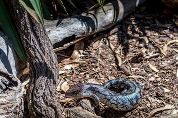 Blue tongue stinks in the wilderness of Virginia Australia