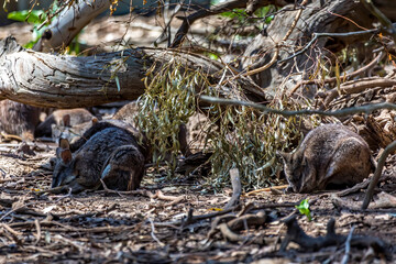 Little kangaroos or also called wallabies in the wilderness of Victoria Australia during a sunny...
