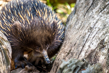 An ant hedgehog in the wilderness of Victoria, Australia.