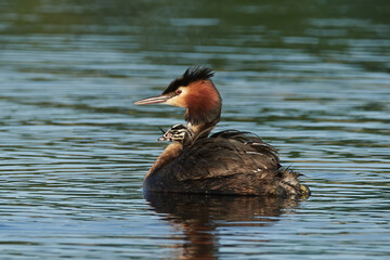 Great crested grebe (Podiceps cristatus)