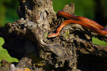 The corn snake (Pantherophis guttatus) with prey on a green background. A color mutation of a corn snake in a typical hunting position