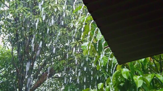 Heavy rainfall over roof sheet in a tropical forest
