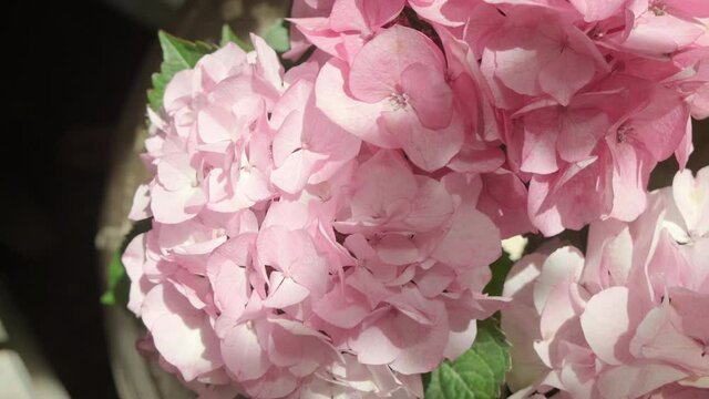 Close up of a pink hydrangea. Home garden.