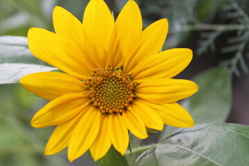 sunflower in the garden