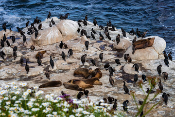 Seals and birds at the La Jolla Cove