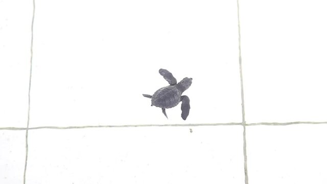 Isolated baby turtle swimming in pool in West Bali, Indonesia at animal rescue center.  Saving nature's endangered reptiles and wildlife.