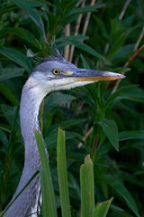 Grey heron (Ardea cinerea)