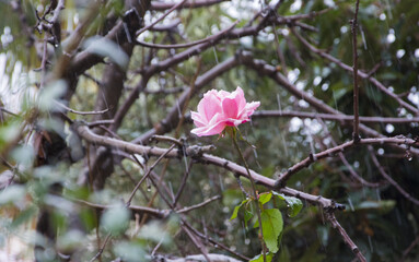 Pink Flower In Snowy Morning