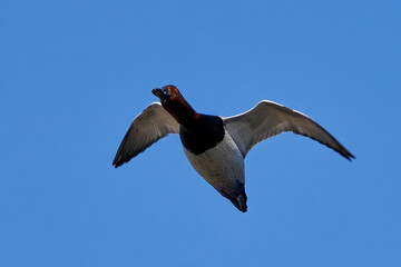 Common pochard (Aythya ferina)