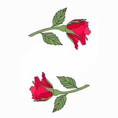 Flowers set. The rose elegant card. Vector illustration.