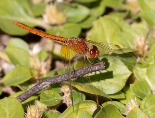 Dragon Fly sitting on a twig