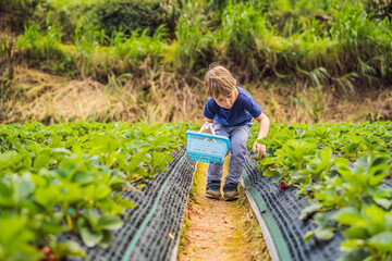 Naklejka na ściany i meble Little toddler boy on organic strawberry farm in summer, picking berries