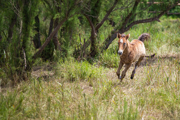 Naklejka na ściany i meble Young baby foal horse plating on a green forest landscape
