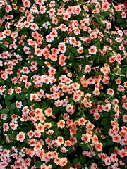 seamless pattern with flowers. beautiful flower at jim thompson farm. 