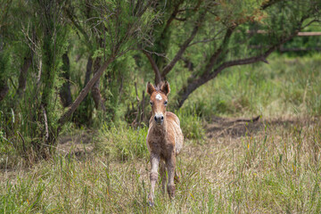 Young baby foal horse plating on a green forest landscape