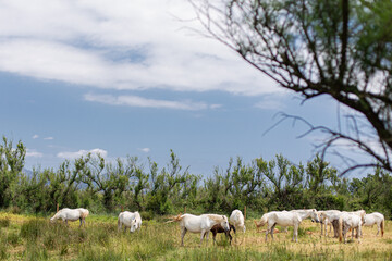 Obraz premium Wild white horses herd on a green landscape