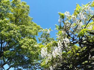nature in japan、日本の自然、日本の春夏