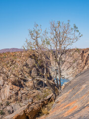 Orange River Gorge and Tree