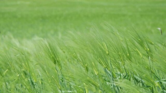 Green barleys swaying in the wind. Close up.